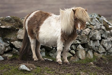 Shetland travel - Lonely Planet | Scotland, Europe