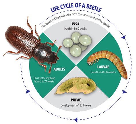 Merchant Grain Beetles