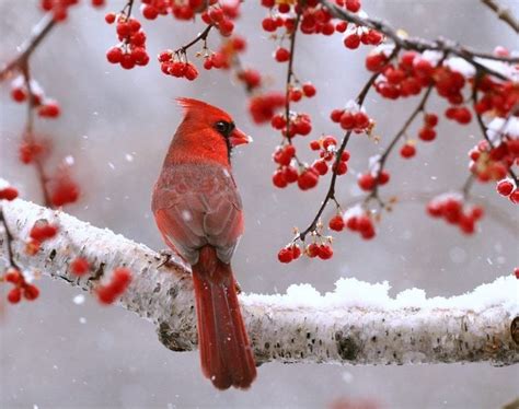 25 Simply Stunning Cardinal Bird Pictures - Birds and Blooms