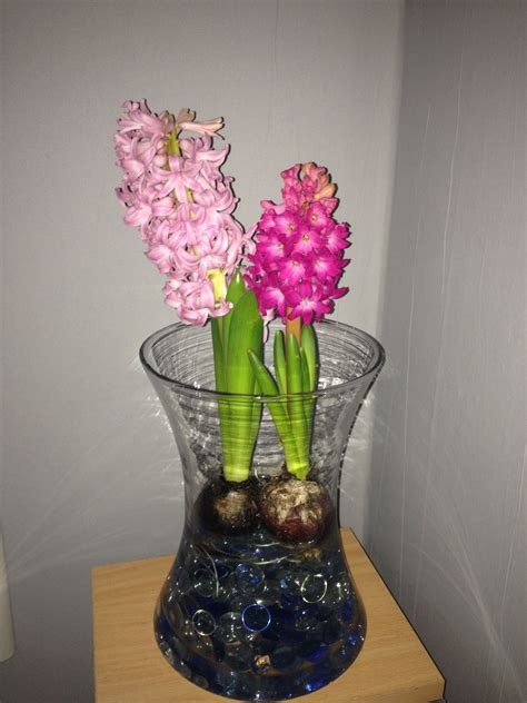 Hyacinth bulbs grown in a vase with glass beads and water. Brighten up ...