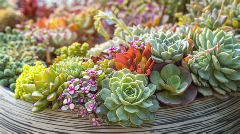 20 Colorful Succulents That Will Thrive Indoors