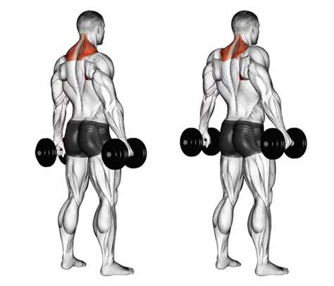 Exercises for Trapezius Muscle Relief - An Tâm