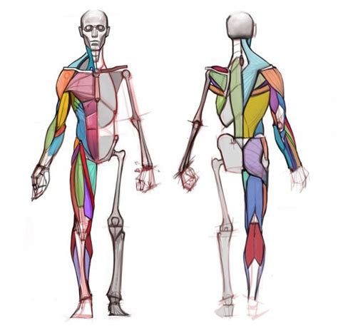 Pin by David Menezes on Anatomy Folder | Human anatomy drawing, Body ...