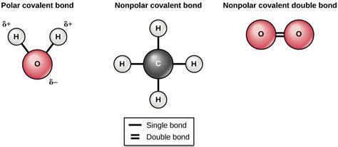 Covalent Bonds | Biology I for Non-Majors