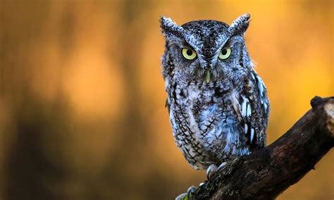 Are Owls Nocturnal Or Diurnal? Their Sleep Behavior Explained - A-Z Animals