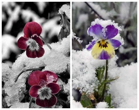 11 Winter Plants That Will Survive the Cold Weather | Winter plants ...