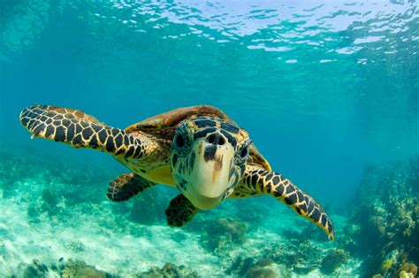 Royal Caribbean And WWF Breakthrough in Fight to Save Hawksbill Turtle ...