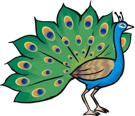 Peacock male clipart - Clipground