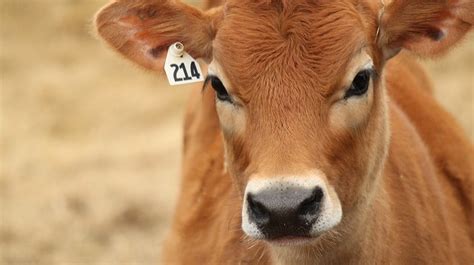 Jersey Cattle Association offers scholarships | Morning Ag Clips