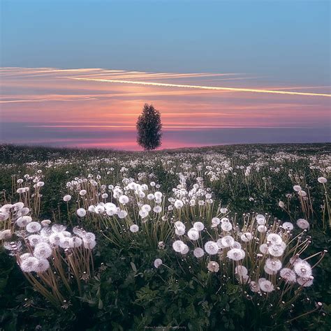 Dandelion Field Wallpaper