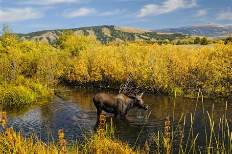 Moose Habitat | Flickr - Photo Sharing!