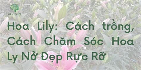 Hoa Lily: Cách trồng, Cách Chăm Sóc Hoa Ly Nở Đẹp Rực Rỡ - 11/12/2024