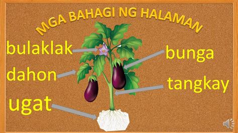 MGA BAHAGI NG HALAMAN - YouTube