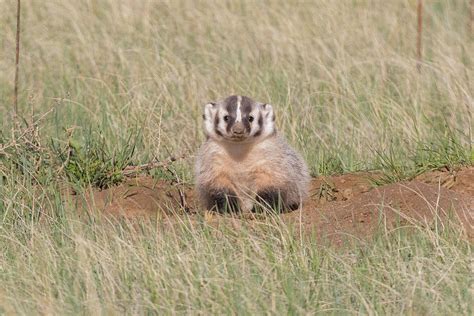 Precious American Badger Cub Photograph by Tony Hake - Fine Art America