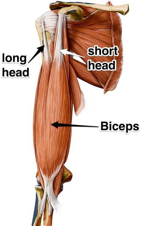 The Biceps Brachii Muscle - Yoganatomy