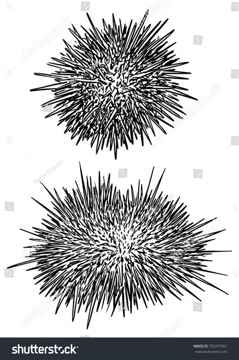 1,488 Sea Urchin Draw Images, Stock Photos & Vectors | Shutterstock