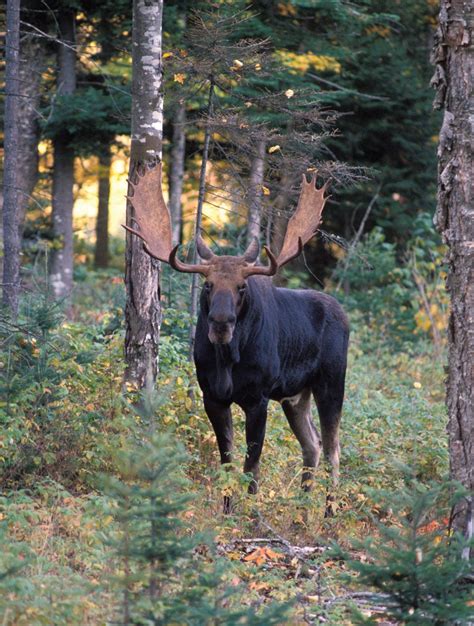 Moose | Habitat, Size, Weight, Diet, Antlers, & Facts | Britannica