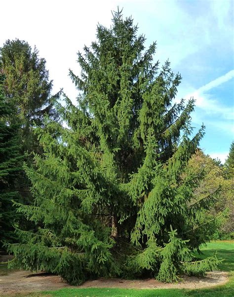 The 10 Best Evergreen Trees for Privacy and Year-Round Greenery