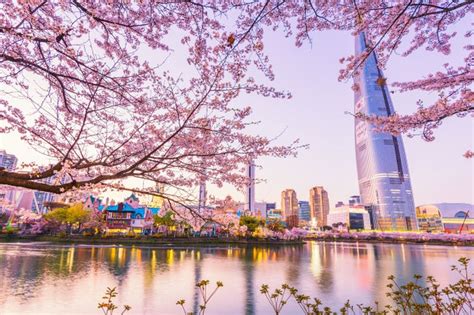 Cherry blossom of spring in seoul, south korea. #paid, , #AD, # ...