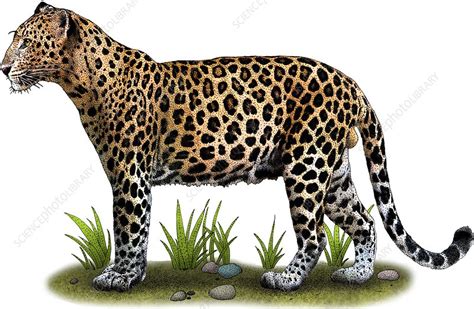 Indochinese Leopard - Stock Image - C044/8936 - Science Photo Library