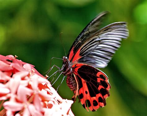 Aruba - Caribbean - Around Guides