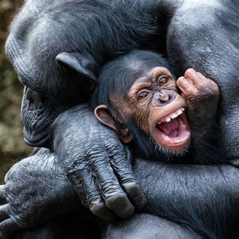 Chimpanzee baby | Chimpanzee, Laughing baby, Chimp