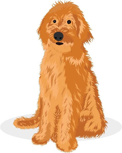 Golden Doodle Dog 13594202 Vector Art at Vecteezy