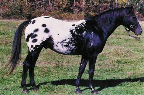 Appaloosas - Foundation Appaloosas | Appaloosa horses, Horses, Horse breeds