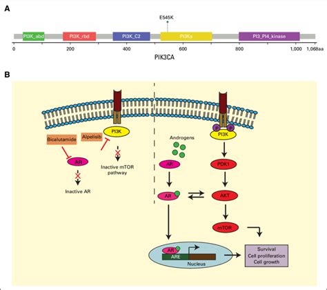 (A) Overview of PIK3CA gene with p.E545K domain-specific mutation. (B ...