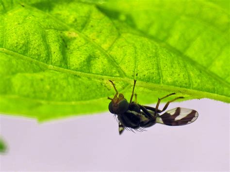 Apple Maggot (NPS National Capital Region True Flies) · iNaturalist