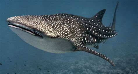 whale, Shark, Underwater, Ocean, Sea Wallpapers HD / Desktop and Mobile ...