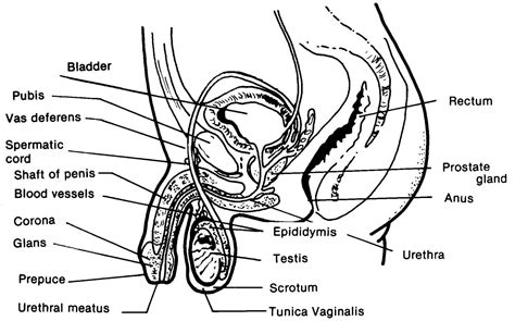 Male Reproductive System Anatomy - Graph Diagram