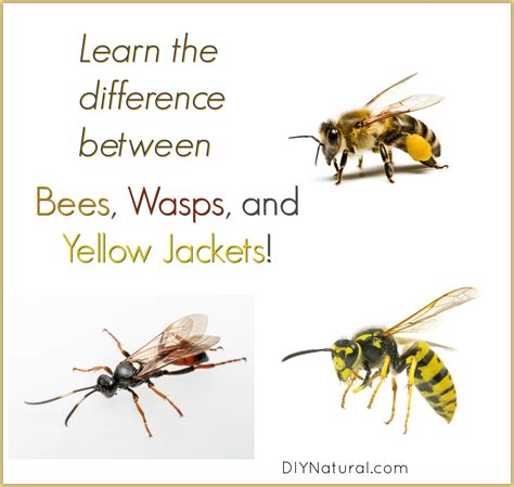 Yellow Jacket Vs Bee: Differences of Bees, Wasps, & Yellow Jackets