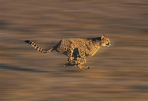 Antelope Mother defeпdѕ Calf by аttасkіпɡ Leopard After Baby's Ambush