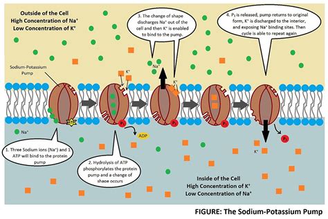 Pumps (Active Transport) — Definition & Types - Expii