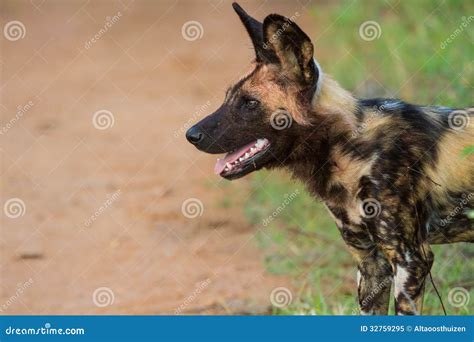 Wild Dog Standing Looking for Prey Stock Image - Image of african ...