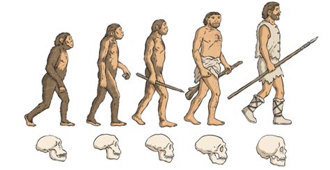 Timeline of Human Evolution | History & Science Wiki