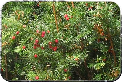 Evergreen Tree with Red Berries | Flickr - Photo Sharing!