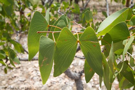 Mopane Leaves | (Colophospermum mopane) | Barbara am Ende | Flickr