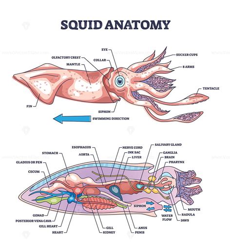 Diagram of a squid anatomy, detailed illustration in 2 parts