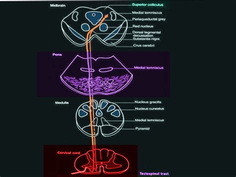 [Figure, Tectospinal tract Image courtesy O.Chaigasame] - StatPearls ...