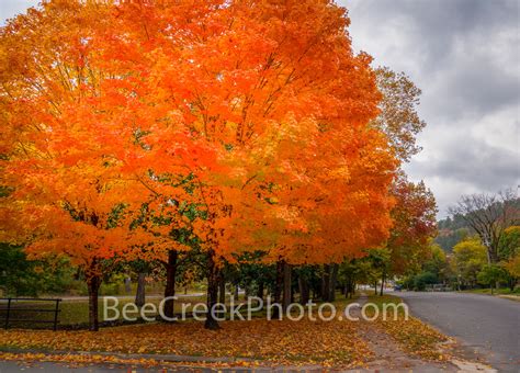 Sugar Maples in Fall 2