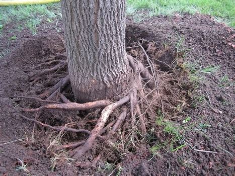 Zimmerman Tree Service: Root Pruning In South Florida