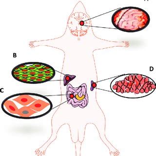 Systemic changes resulting from patulin exposure. Dietary exposure of ...