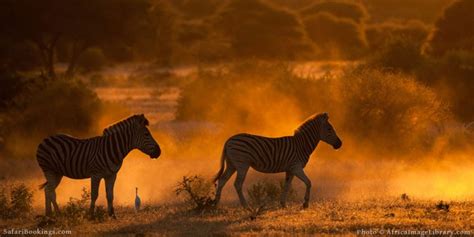 15 African Safari Photography Tips – SafariBookings