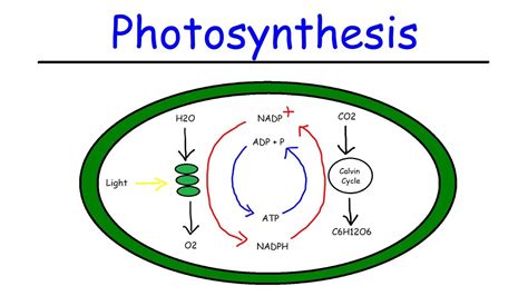 Calvin Cycle Photosynthesis