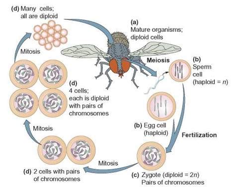 Cell Division and Sexual Reproduction - Cell Division—Proliferation and ...