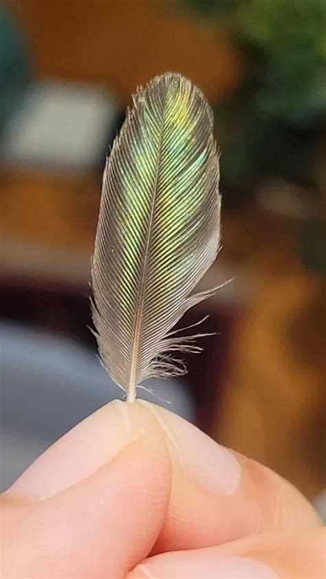 🔥 Found these gorgeous little hummingbird feathers 🔥 : r/NatureIsFuckingLit