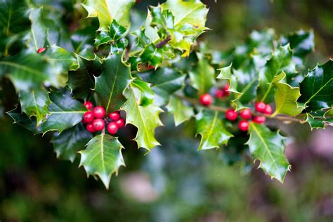 18 Species of Holly Plants