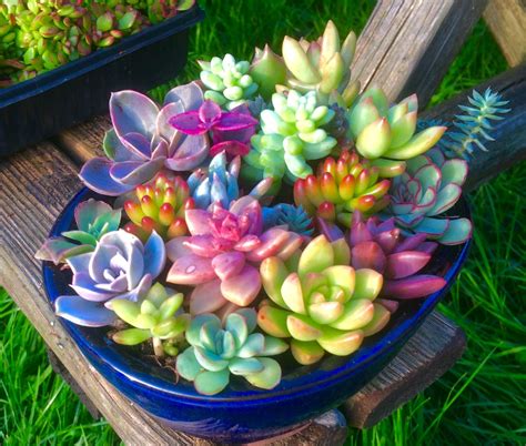 Succulent arrangement with 20 species seen from side. This includes ...